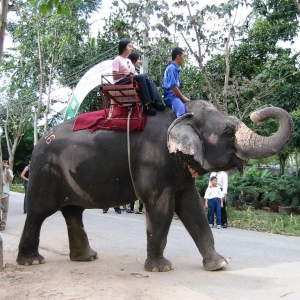 elephant02